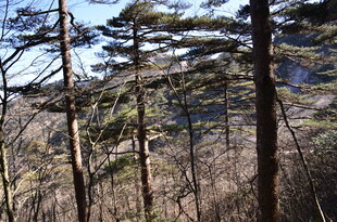 山林间的树木景观