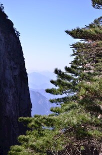山间青松伴峭壁美景