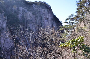 山间峭壁旁的稀疏植被