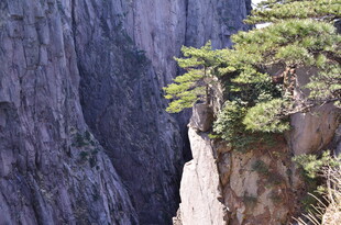 悬崖峭壁上的翠绿松树