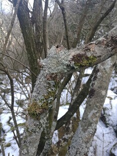 雪覆枯树的冬日景象