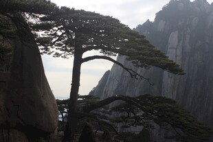 黄山奇峰旁的挺拔松树