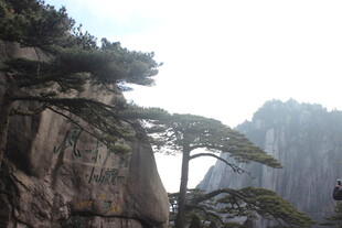 黄山奇峰上的苍松