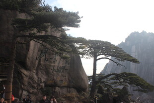 黄山奇松景观