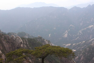 黄山奇峰上的孤傲松树