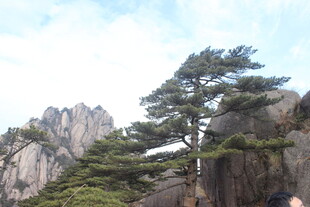 黄山奇松与峻峭山峰