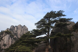 黄山奇峰上的挺拔松树