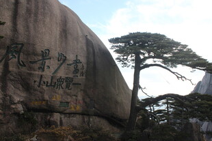 黄山巨石旁的挺拔松树