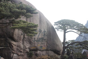 黄山奇峰与苍松景观