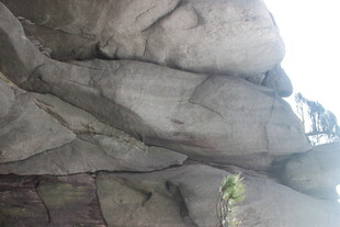 嶙峋岩石下的一抹绿意