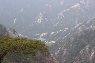 黄山奇峰间的苍松美景