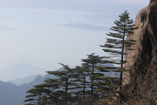 悬崖边挺拔的青松