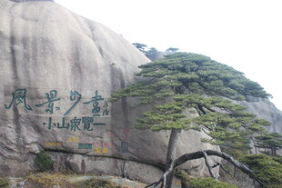 黄山奇峰劲松景观图