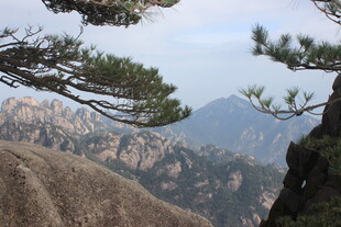 黄山奇峰上的苍松