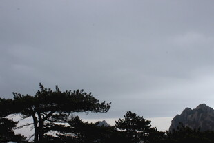 云雾中的孤松与远山