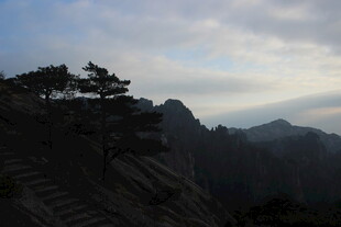 山巅孤松伴云海美景