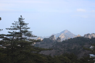 山林中的挺拔松树与远山