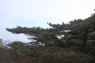 山间挺立的苍翠松树