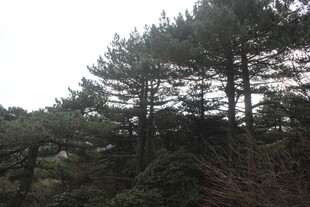 山林中的挺拔松树