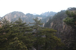 秀丽山峦间的葱郁林木