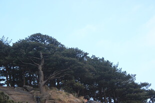 山坡上的茂密松树林