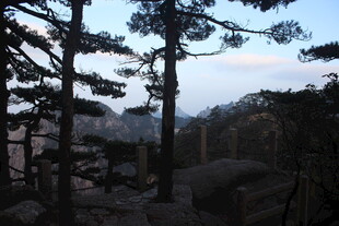 山林暮色中的挺拔树木