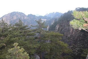 壮丽山峦间的葱郁林木