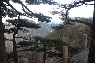 黄山松景 山峦间的壮丽