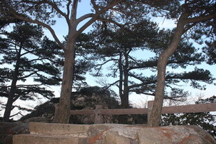 黄昏下的树木与石景