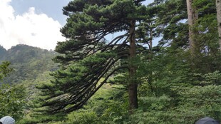 山林中的挺拔松树