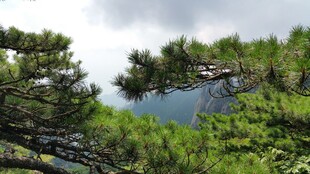 山林松景 绿意盎然