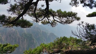 黄山美景 松与山峦相衬