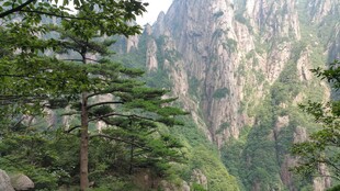 山间青松伴巍峨峭壁