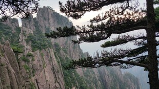 黄山奇峰旁的孤松