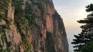 陡峭山崖边的挺拔树木