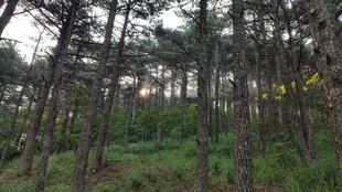 森林中的树木与茂盛植被