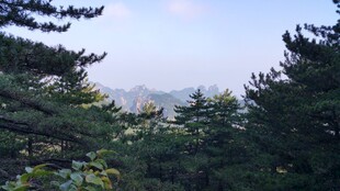 山林景致 松影伴远山