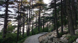 林间小径 漫步自然之境