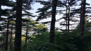 茂密森林中的高大树木