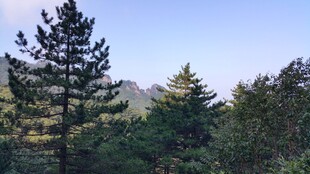 山林间的松树林景观