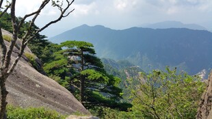 黄山奇峰上的苍松美景