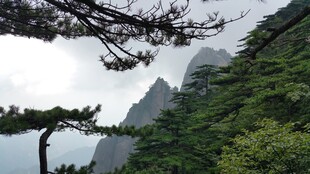 黄山奇峰旁的苍松景观