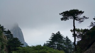 云雾中的山林松树景观