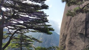 黄山奇松伴峭壁