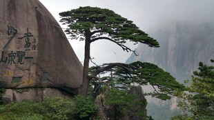 黄山迎客松 云雾中的奇景