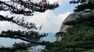 山间松树与巨石景观