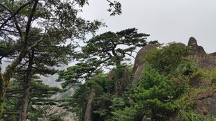 山林景致 绿意盎然的自然