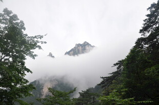 云雾缭绕的山林美景