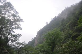 山间云雾缭绕的葱郁树林