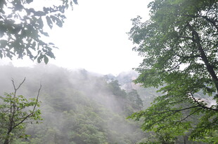 山林云雾缭绕的清新景致